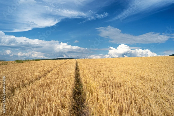 Obraz Field with grain in summer