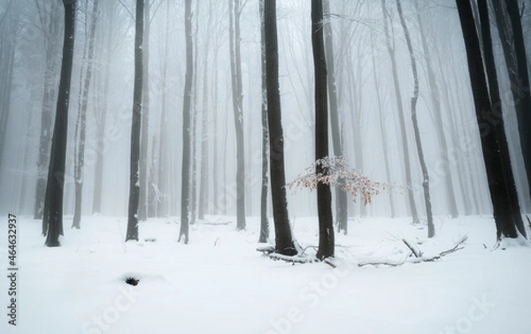 Obraz Forest in winter with a piece of autumn