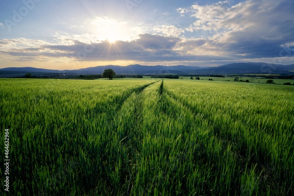 Obraz Field with grain in spring 