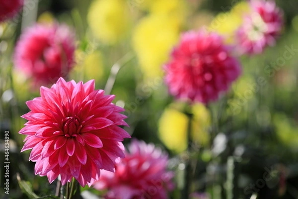 Obraz 日本のダリア