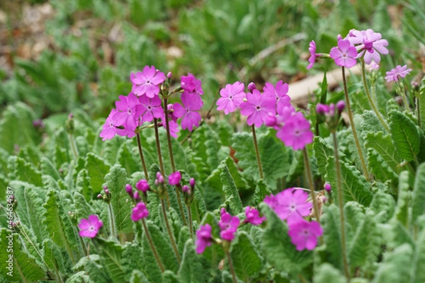 Fototapeta 日本のプリムローズ　-サクラソウの花が咲く