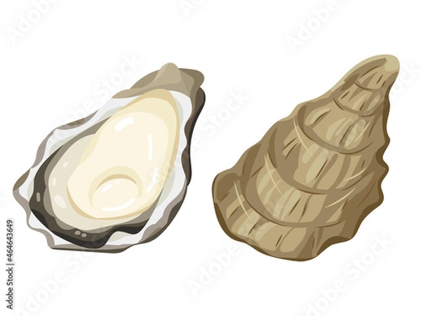 Fototapeta 牡蠣　oyster  vector illustration