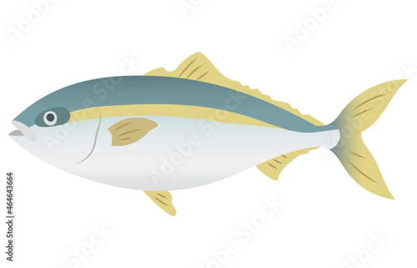 Obraz 鰤（ぶり）　Yellowtail vector illustration