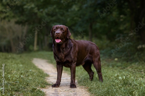 Obraz brown labrador retriever dog resting outside