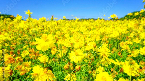 Fototapeta 美しく咲き乱れるキバナコスモス