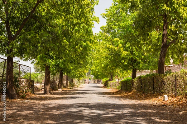 Fototapeta インド　ラージャスターン州にあるチッタウルガル砦内の並木道