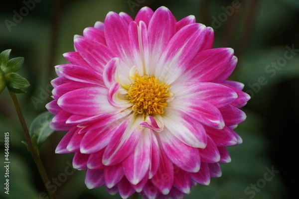 Fototapeta beautiful dahlia in the garden