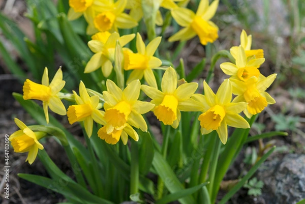 Fototapeta a cute narcissus bush with a bokeh and free copy space for the text - spring background