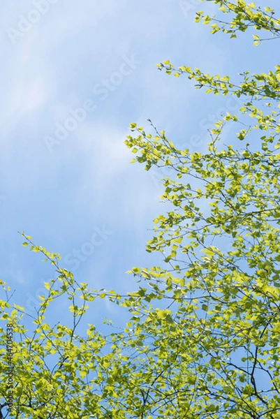 Fototapeta powerful strong branches of a young birch hanging on the blue background of the sky above and to the left