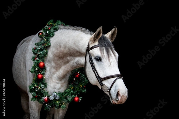 Fototapeta Gray horse with christmas wreath isolated on black