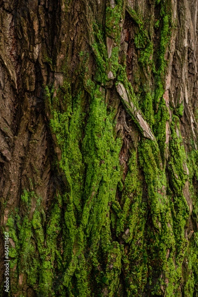 Fototapeta green moss on a tree trunk
