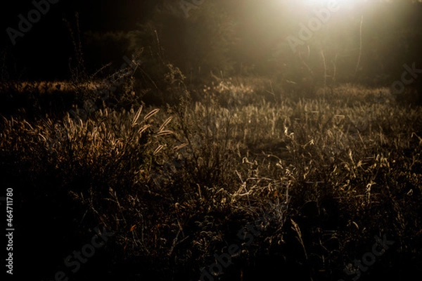 Obraz sunset over the field
