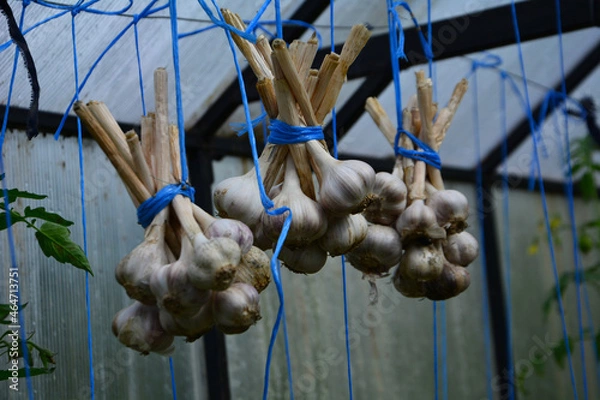 Fototapeta garlic