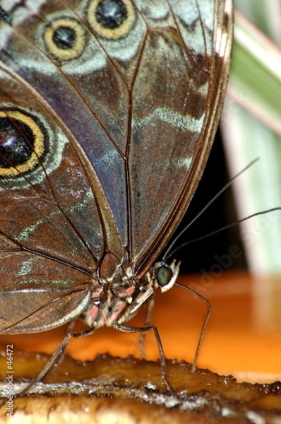 Obraz papillon morpho peleides