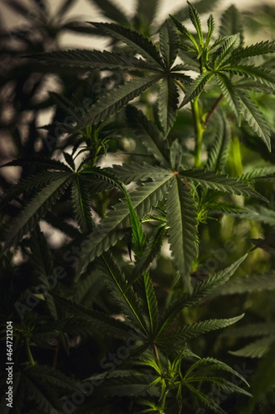 Fototapeta weed plant