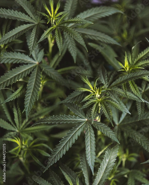 Obraz medication weed plant 