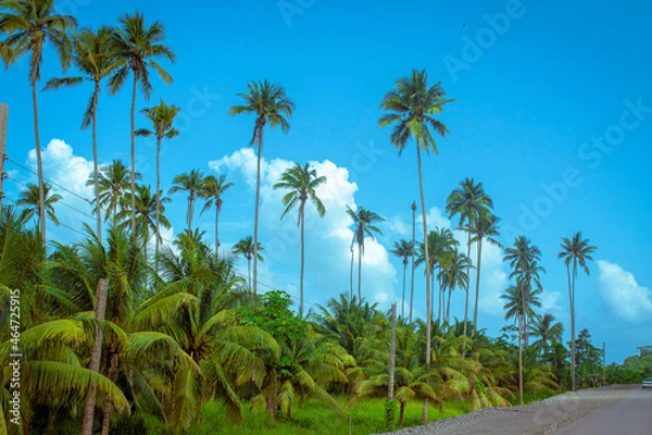 Obraz coconut trees