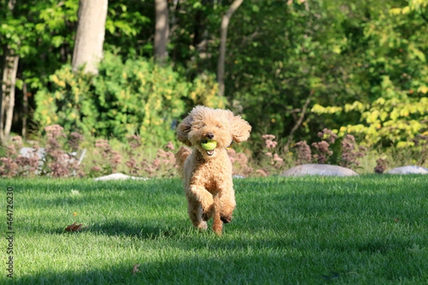 Obraz Friendly family dog enjoying running in the backyard playing fetch with his owner.