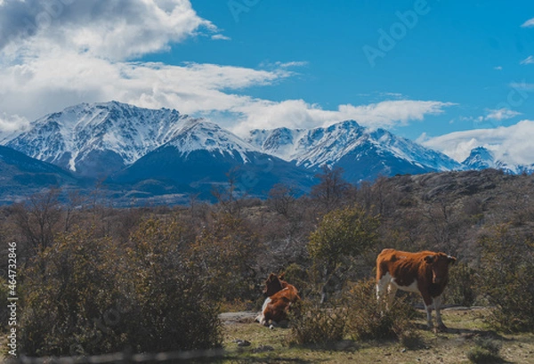 Obraz animales en el sur de chile 