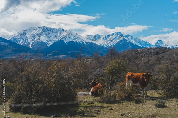 Obraz animales sur de chile
