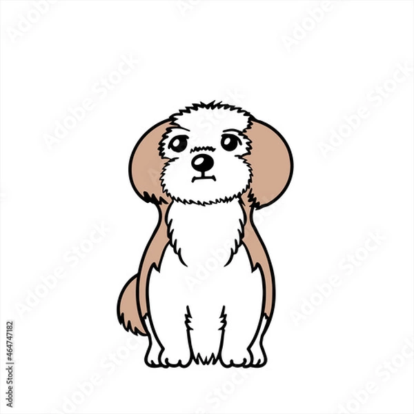 Obraz Shih Tzus シーズー