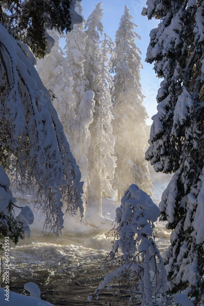Obraz snow covered trees in winter