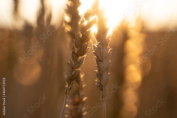 Obraz golden wheat field