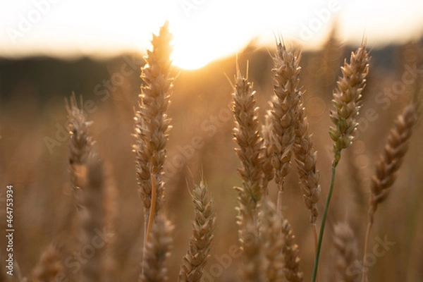 Obraz wheat field at sunset
