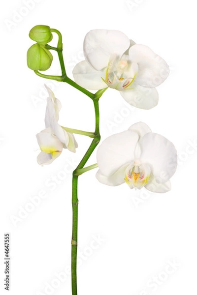 Obraz White orchid