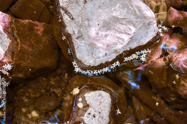Fototapeta Little flowera floating on the water near some rocks