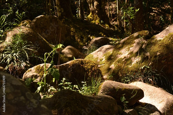Fototapeta Rocks illumineted by the light of the sun in the forest