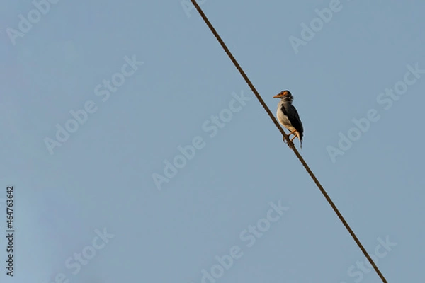 Obraz Bank Myna Sitting on an Electric Wire It is also known as Acridotheres ginginianus
