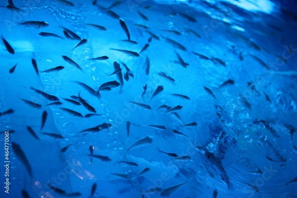 Obraz カンボジア　ドクターフィッシュ