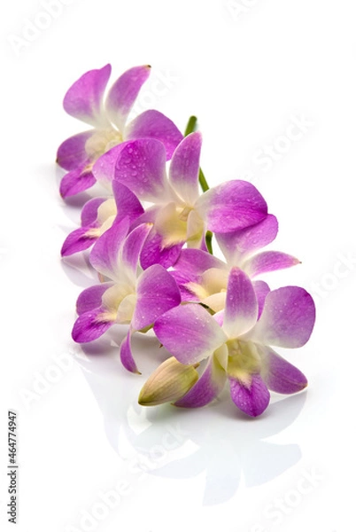 Fototapeta The purple orchid is a plant of the monocot family. on a white background