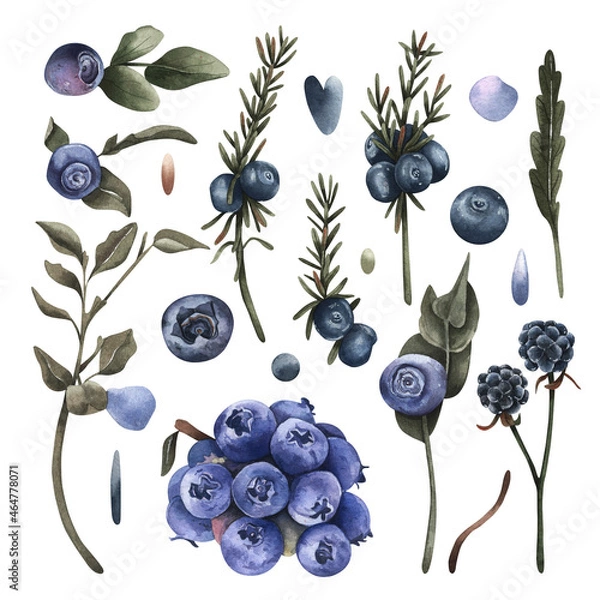 Obraz blueberries on white background