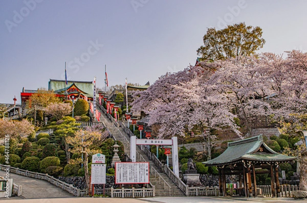 Obraz 満開の桜と犬山成田山参道の石段