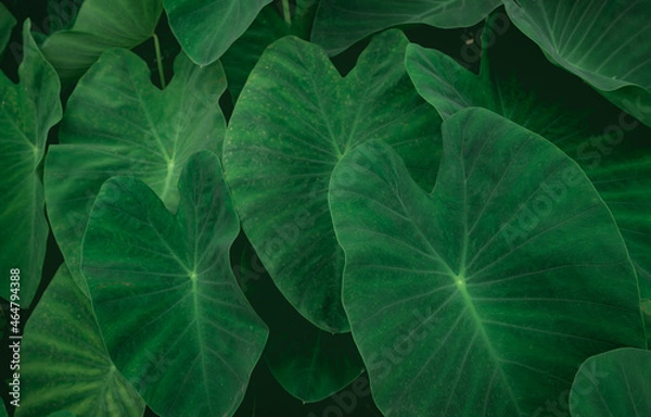 Fototapeta Closeup green leaves of elephant ear in jungle. Green leaf texture background. Green leaves in tropical forest. Greenery wallpaper. Botanical garden. Web banner for organic products. Nature abstract.
