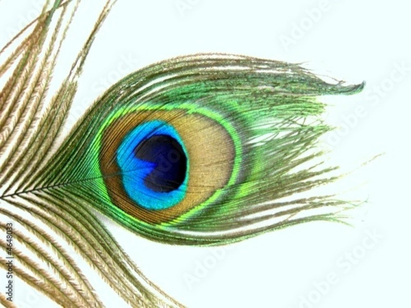 Obraz Pfauenfeder
