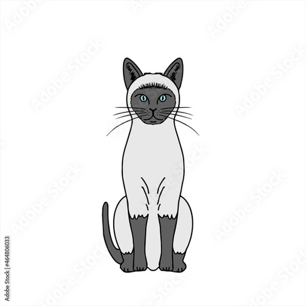 Obraz Siamese　シャム猫