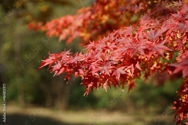 Fototapeta 단풍, 붉은, 노랑색, 가을