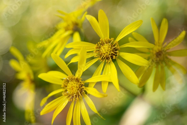 Obraz ツワブキのささやき