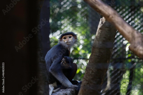 Fototapeta アカアシドゥクラングール、赤ちゃんを抱っこして止り木にたたずむ
