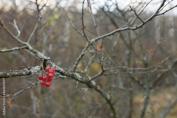 Obraz red berries on a branch