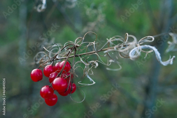 Obraz red berries on a branch
