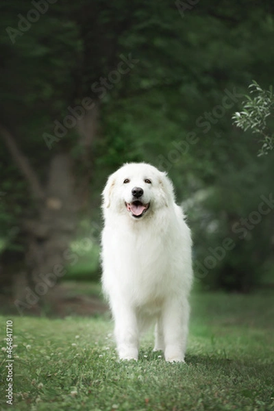 Fototapeta Beautiful maremma sheepdog. Big white fluffy dog breed maremmano abruzzese shepherd standing in the forest in summer