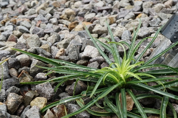 Obraz 砂利に生えたテッポウユリ