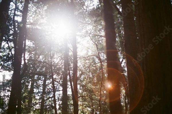 Fototapeta sun in the forest