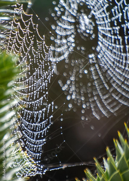 Obraz spider web with dew drops