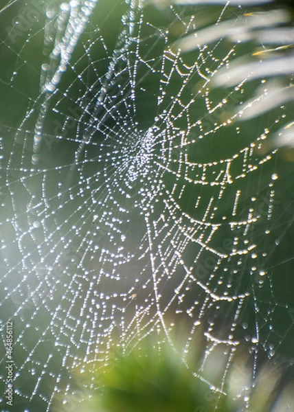 Obraz spider web with dew drops