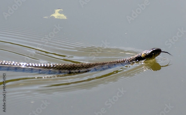 Fototapeta Grass snake in the water